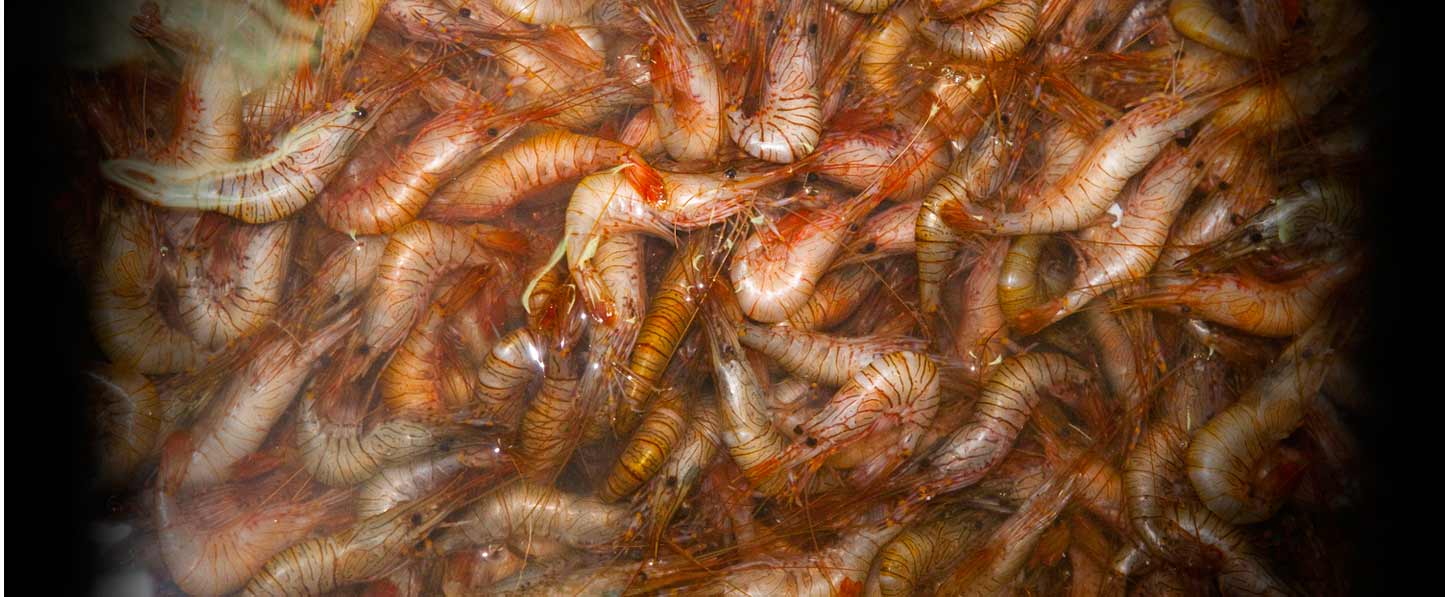 gambas y langostinos Bruño e Hijos Aginaga